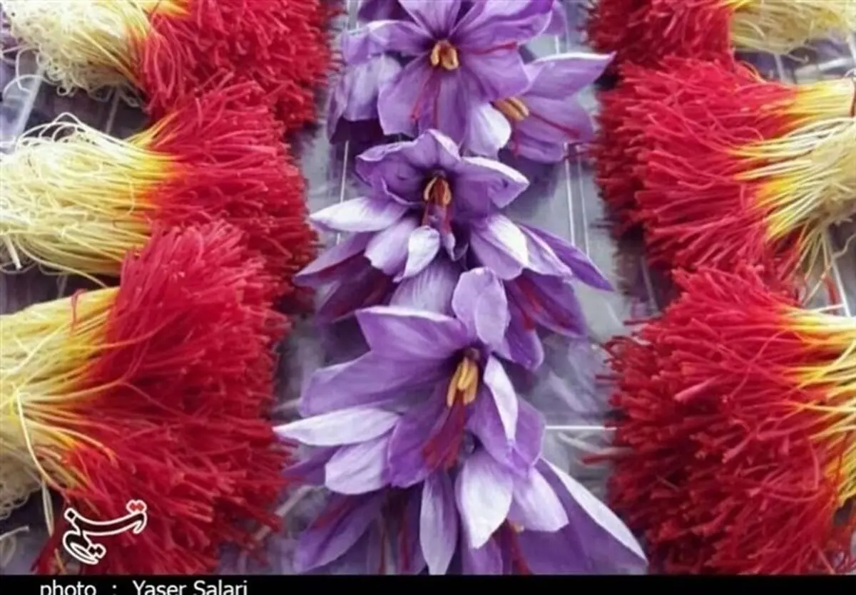 ماجرای سود ۷۰۰ میلیارد تومانی که به جیب زعفران کاران نرفت + اسناد