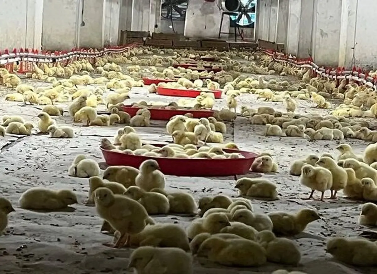 بازگشت روند جوجه‌ریزی استان مرکزی به شرایط عادی