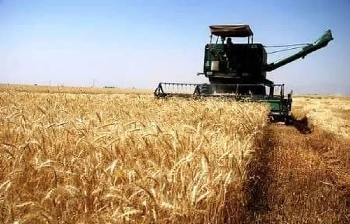 پیش‌بینی تولید بیش از یک میلیون تن گندم در فارس
