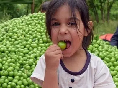 شهر گوجه سبز ایران کجاست؟ 