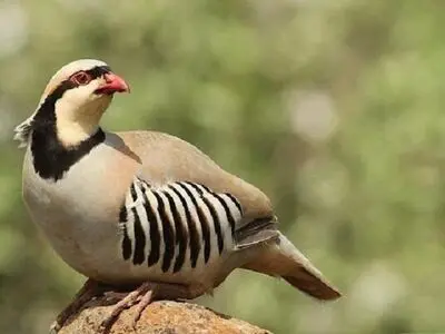 دستگیری فروشنده کبک در حاشیه یاسوج 