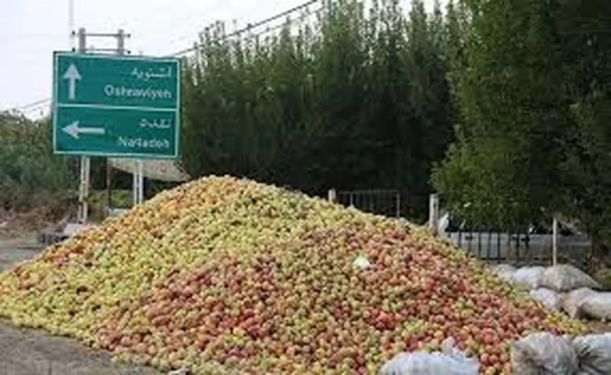 سیب آذربایجانغربی؛ محصول طلایی یا دغدغه تکراری باغداران؟