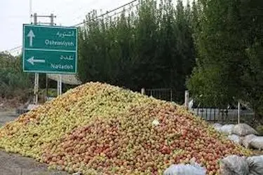 سیب آذربایجان‌غربی؛ محصول طلایی یا دغدغه تکراری باغداران؟