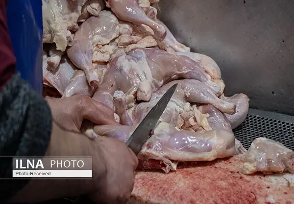 قیمت مرغ در قزوین پس از ماه رمضان کاهش می‌یابد