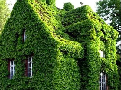 مطالعات جدید نشان داد، گیاهان هم در کنار هم قوی‌تر می‌شوند