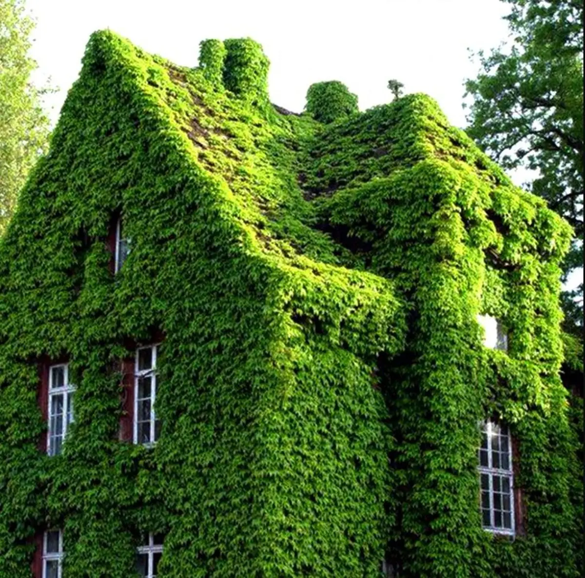 مطالعات جدید نشان داد، گیاهان هم در کنار هم قوی‌تر می‌شوند