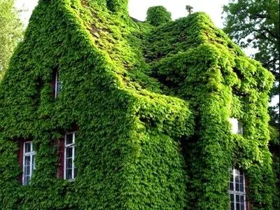 مطالعات جدید نشان داد، گیاهان هم در کنار هم قوی‌تر می‌شوند