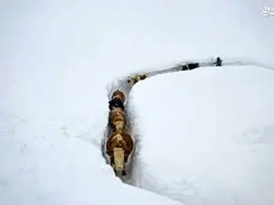 دفن شدن گاو در زیر برف! + فیلم