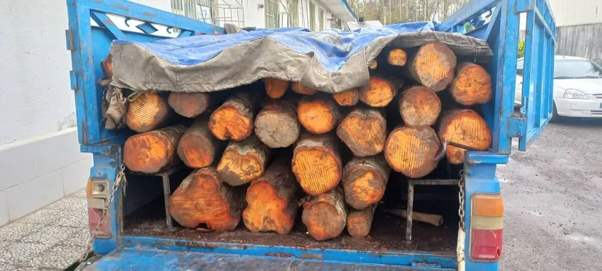 کشف بیش از ۱۴ تن چوب قاچاق در سیاهکل