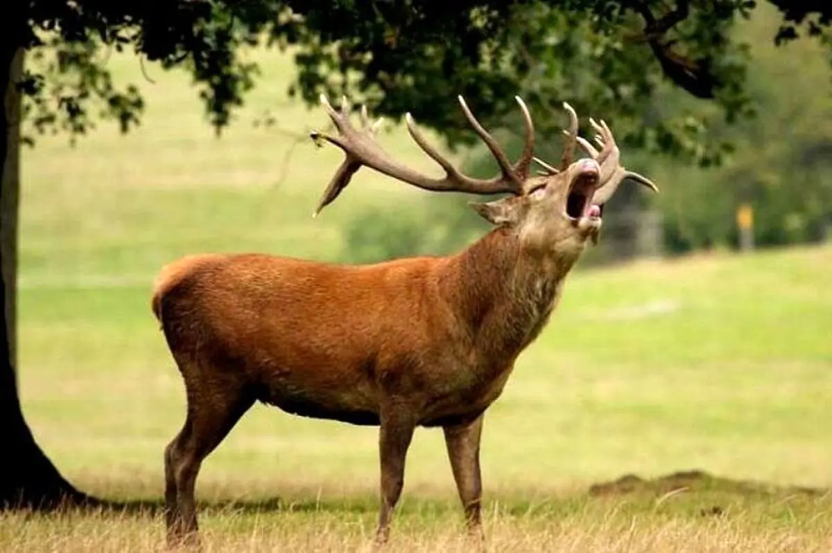 تلف شدن یک رأس گوزن مرال نر در حیات‌وحش سمسکنده استان مازندران