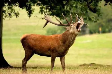 تلف شدن یک رأس گوزن مرال نر در حیات‌وحش سمسکنده استان مازندران