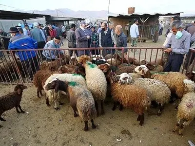 قیمت دام زنده امروز ۲۵ خرداد ۱۴۰۳ چند؟ 