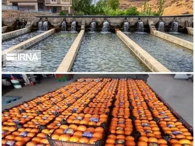 ایجاد پایانه مدرن صادراتی و شهر شیلاتی در مازندران/ صادرات کیوی و مرکبات تسهیل می‌شود