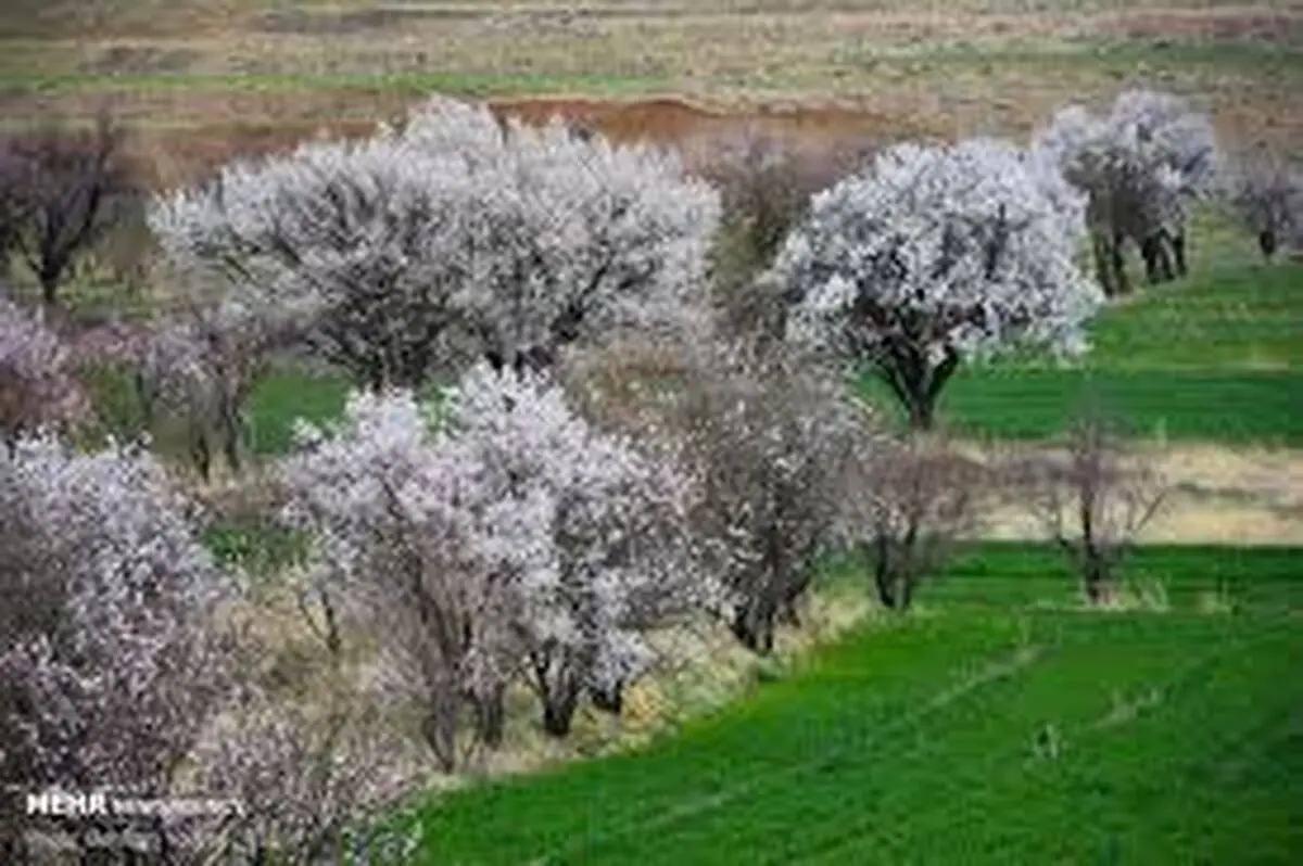 سرما هزار و 500 میلیارد تومان به مزارع کشاورزی همدان خسارت وارد کرد