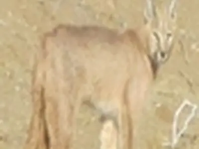 کاراکال در آران و بیدگل مشاهده و تصویر برداری شد