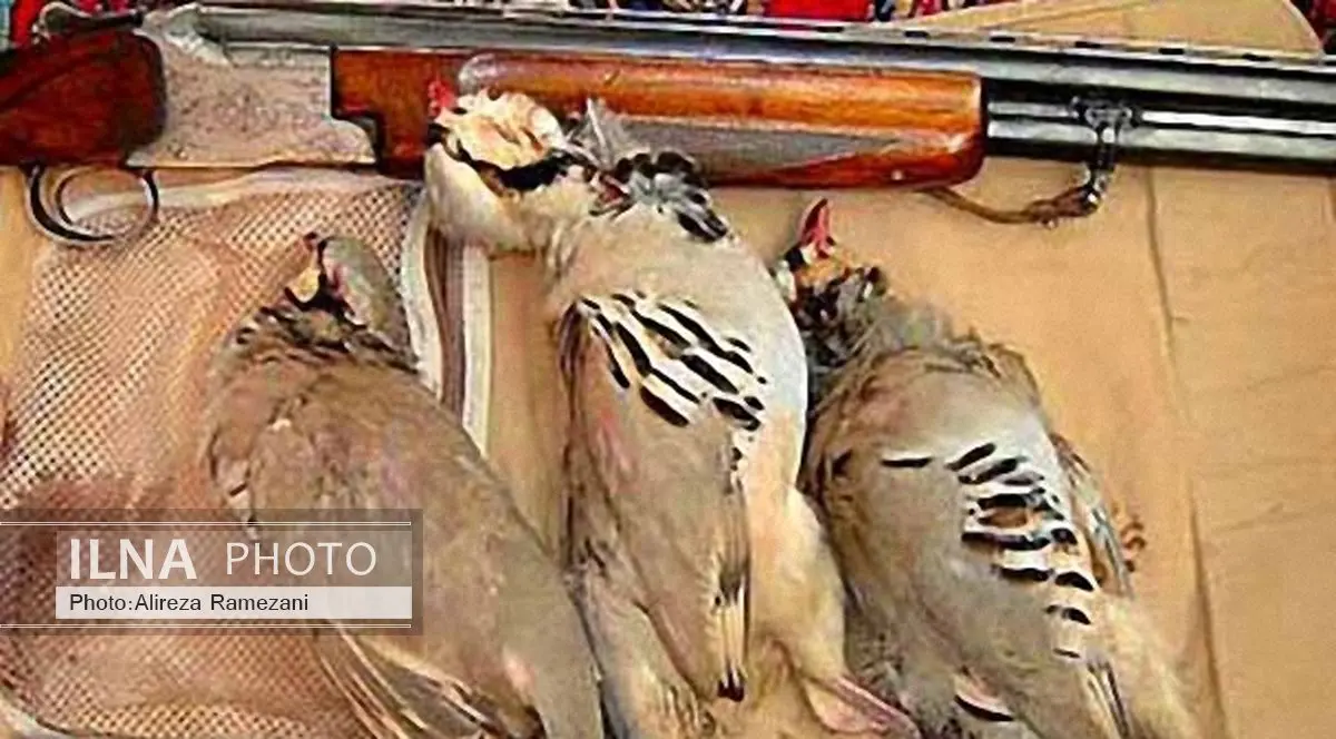 دستگیری 12 شکارچی متخلف پرنده در بویراحمد 
