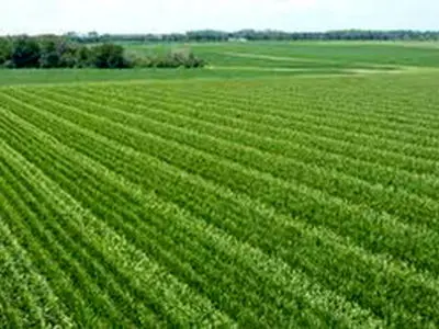 اندیکا قابلیت توسعه کشت دیم با استفاده از دانش روز را دارد/نامگذاری سال ۱۴۰۲ به سال ترویج کشاورزی