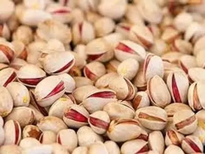 برداشت پسته در بوئین زهرا آغاز شد