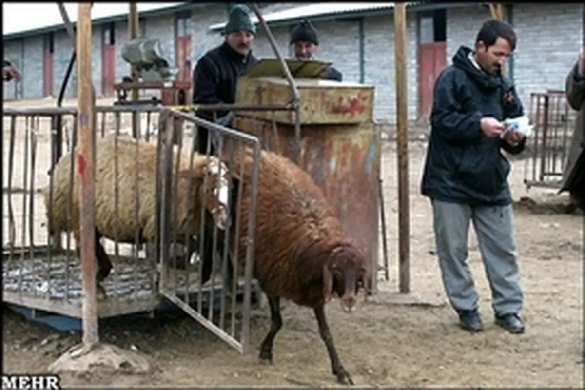 کشارگاه‎ها تنها مکان‎های مجاز برای ذبح دام در خراسان‎رضوی