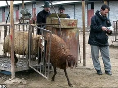 کشارگاه‎ها تنها مکان‎های مجاز برای ذبح دام در خراسان‎رضوی