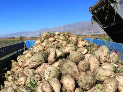 رشد 98 درصدی حمل چغندرقند گلستان در سال زراعی جاری