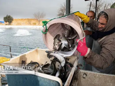 برداشت شب یلدایی‌ ماهی قزل آلا در تلیسه‌ نمونه