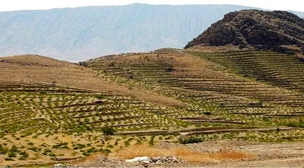 اجرای طرح جهش دیم زار‌ها در ۲۰۰ هزار هکتار از دیم‌زار‌های فارس 