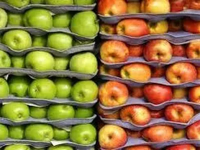 مجوز واردات آناناس و انبه پاکستانی در قبال صادرات سیب درختی ایران ابلاغ شد