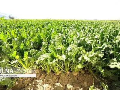 بیش از 2 هزار تن چغندر در دشتابی قزوین برداشت می‌شود