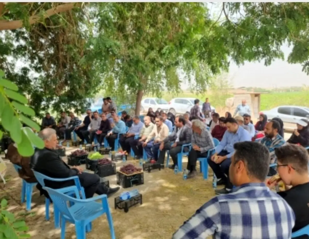 جشنواره برداشت انگور در گتوند خوزستان برگزار شد