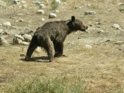 کشف خرس از متخلفین زنده گیری وحوش در اصفهان