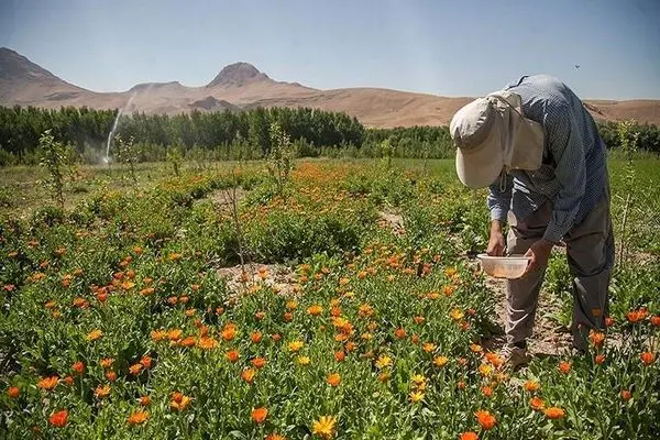 لرستان می‌تواند به پایتخت گیاهان دارویی کشور تبدیل شود