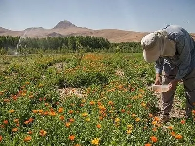 لرستان می‌تواند به پایتخت گیاهان دارویی کشور تبدیل شود