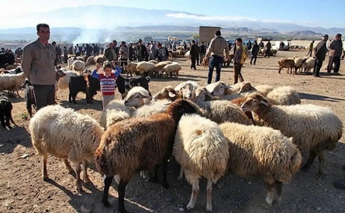 قاچاق دام زنده موجب کمبود گوسفند در عید قربان می‌شود/ قیمت گوشت قرمز 1000 تومان افزایش یافت