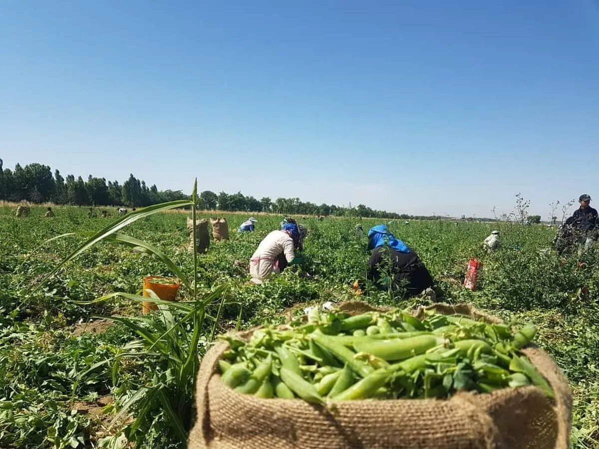 آغاز برداشت یک هزار و ۴۰ تن نخود فرنگی از مزارع طارم