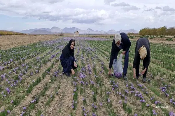 برداشت زعفران در بیش از ۶۰ هکتار از مزارع شهرستان مبارکه 