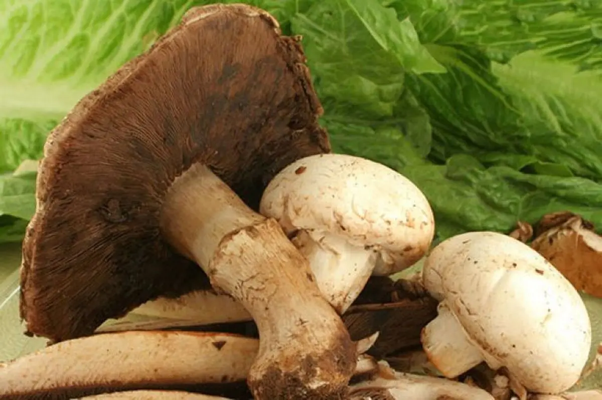 ۴ تن از اعضای یک خانواده بر اثر مسمومیت با مصرف قارچ سمی جنگلی جان باختند
