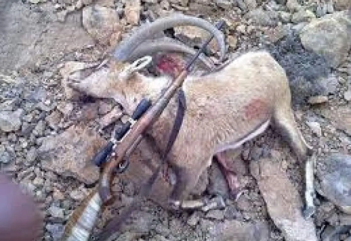 کشف لاشه کل وحشی و 2 قبضه اسلحه در شهرستان دنا