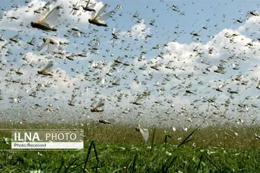 احتمال حمله ملخ صحرایی در اسفند شدت گرفت