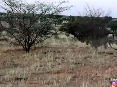 ورود کفتار حواس پرت به قلمرو یک گله شیر گرسنه + فیلم