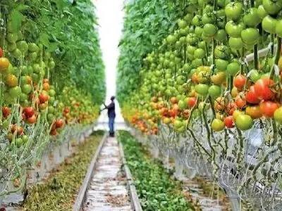 روش دانش‌بنیان برای افزایش ماندگاری محصولات کشاورزی