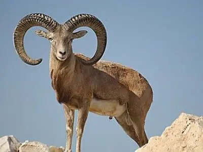 بازداشت شکارچی غیرقانونی قوچ در بهاباد یزد
