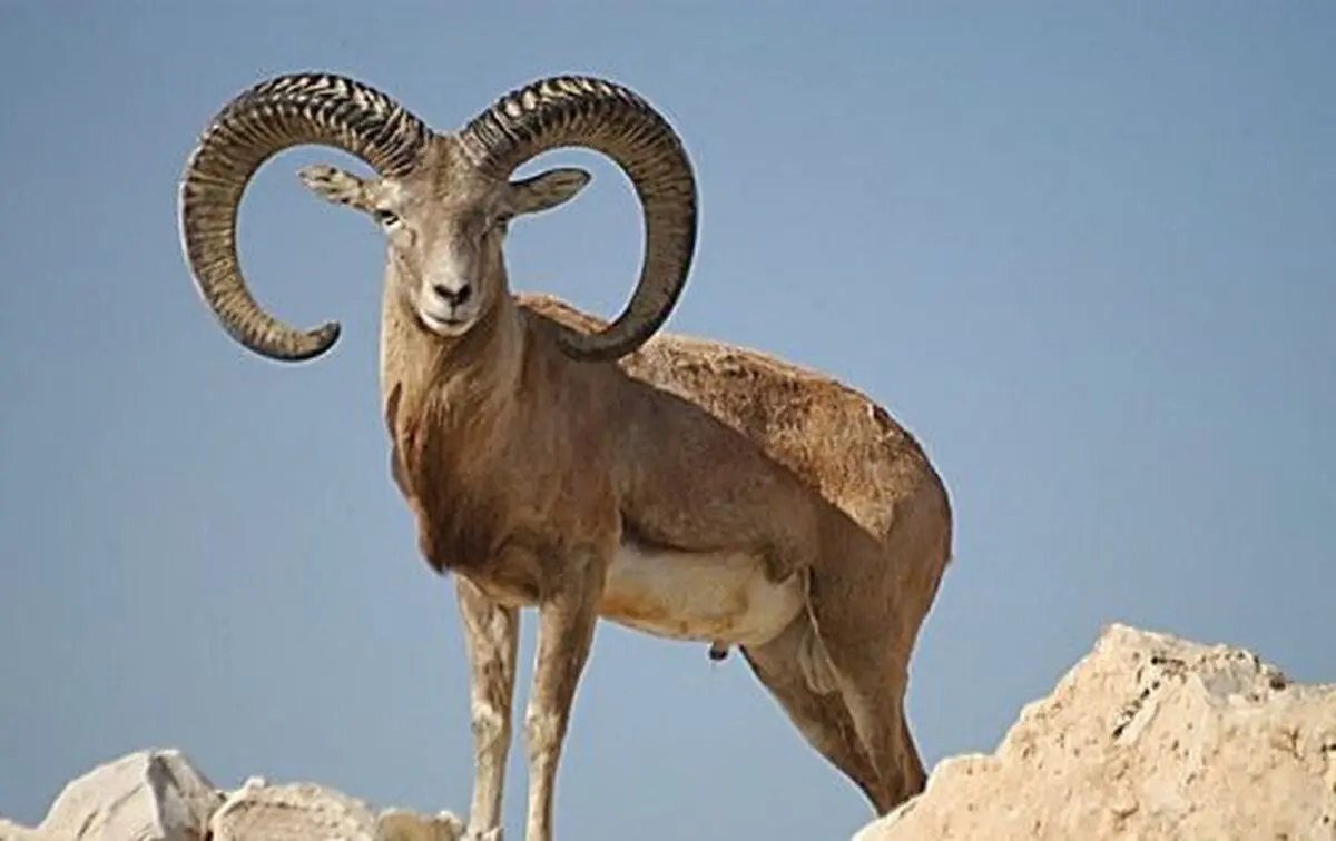 بازداشت شکارچی غیرقانونی قوچ در بهاباد یزد