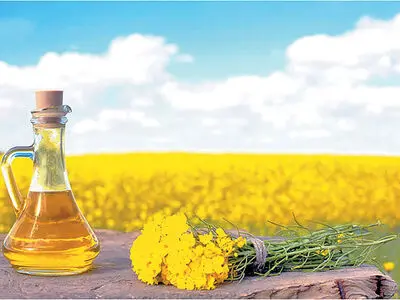 افزایش سطح زیر کشت دانه‌های روغنی استان مرکزی به 1200 هکتار / رشد 58 درصدی نسبت به سال گذشته