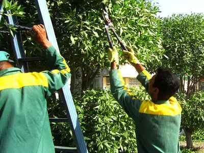حقوق برخی کارگران فضای سبز شهرداری تهران در سال ۱۴۰۳؛ ماهی ۸ میلیون، بدون مرخصی و اضافه کاری!