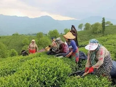 برداشت بیش از ۵۰ هزار تن برگ سبز چای از باغ‌های شمال کشور