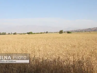 آمادگی خوزستان برای بزرگترین برداشت گندمِ کشور