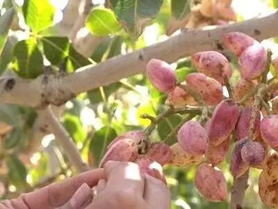 برداشت ۵۴ هزار تن پسته تازه از باغات استان سمنان