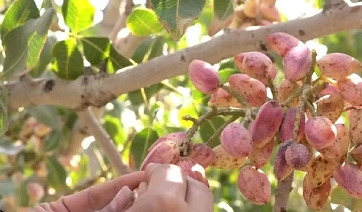 احداث ۱۷۰۰ هکتار باغ جدید پسته در سیستان و بلوچستان/ توسعه باغات پسته در زاهدان و خاش 