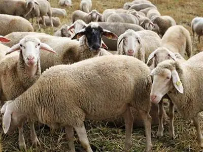 تعداد دام سبک کشور به ٣ / ٥٩ میلیون رأس رسید